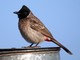 Red-vented Bulbul (Pycnonotus cafer) 