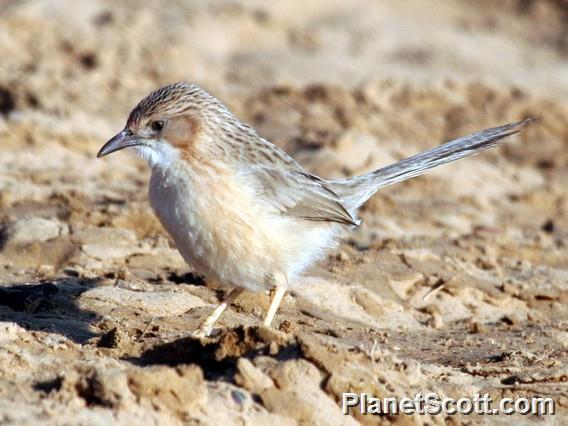 Common Babbler (Turdoides caudatus) 