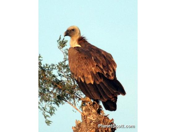 Eurasian Griffon (Gyps fulvus) 