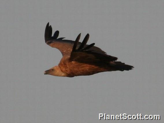 Eurasian Griffon (Gyps fulvus) 