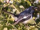 Oriental Magpie-Robin (Copsychus saularis) 