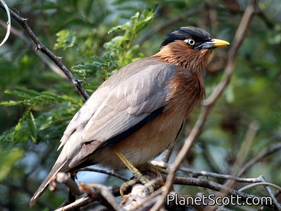 Brahminy Starling (Temenuchus pagodarum)