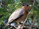 Brahminy Starling (Sturnus pagodarum) 