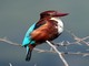White-throated Kingfisher (Halcyon smyrnensis) 