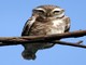 Spotted Owlet (Athene brama) 