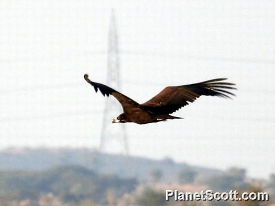 Cinereous Vulture (Aegypius monachus) 