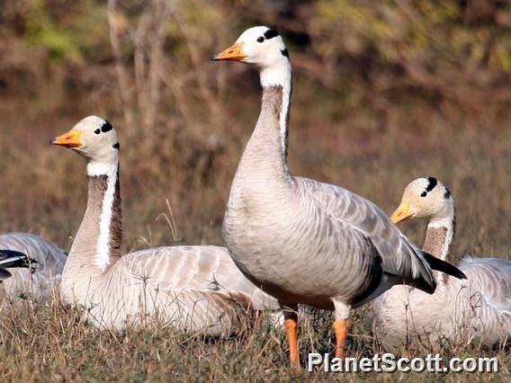 Bar-headed Goose (Anser indicus) 