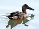 Northern Shoveler (Anas clypeata) 