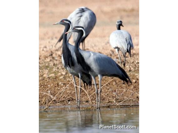 Demoiselle Crane (Grus virgo) 