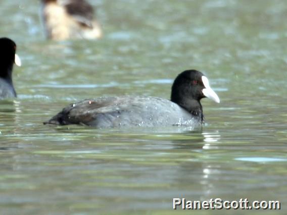 Common Coot (Fulica atra) 