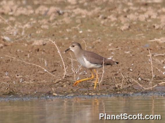 White-tailed Lapwing (Vanellus leucurus) 