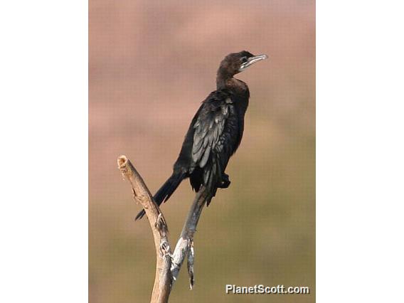 Little Cormorant (Microcarbo niger)