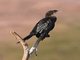 Little Cormorant (Phalacrocorax niger) 
