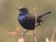 Indian Robin (Saxicoloides fulicata) Male