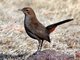 Indian Robin (Saxicoloides fulicata) Female