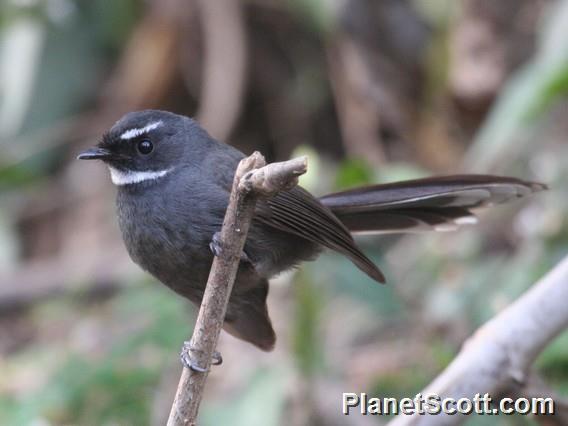 White-throated Fantail (Rhipidura albicollis) 