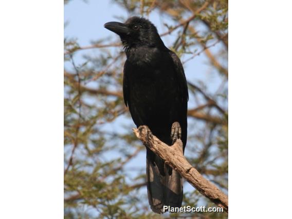 Large-billed Crow (Corvus macrorhynchos) 
