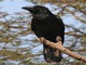 Large-billed Crow (Corvus macrorhynchos) 