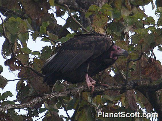 Red-headed Vulture (Sarcogyps calvus) 