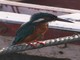 Common Kingfisher (Alcedo atthis) 