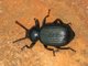 Big Ole Beatle, Zambia