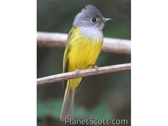 Gray-headed Canary-Flycatcher (Culicicapa ceylonensis)