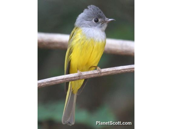 Grey-headed Canary-Flycatcher (Culicicapa ceylonensis) 