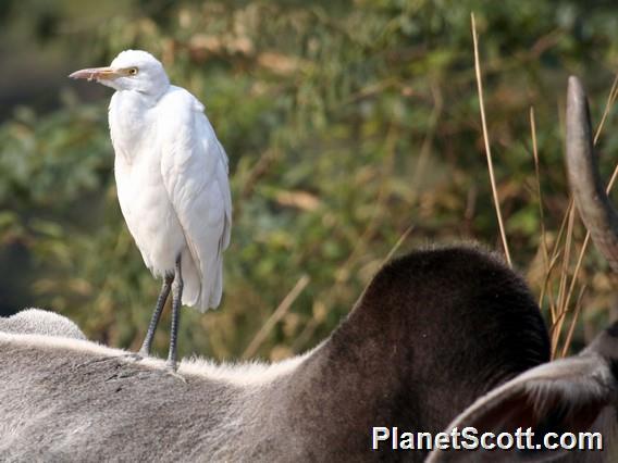 Eastern Cattle Egret (Bubulcus coromandus) 