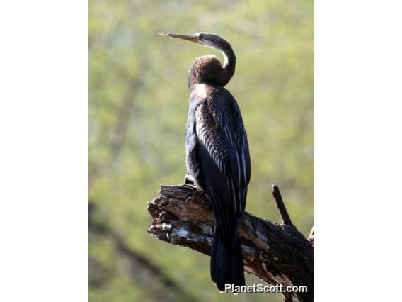 Oriental Darter (Anhinga melanogaster) Sitting