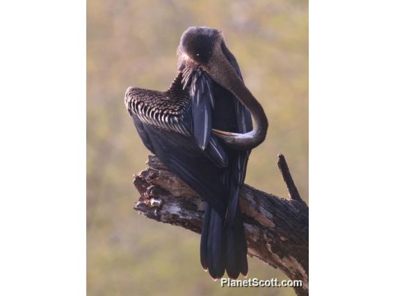 Oriental Darter (Anhinga melanogaster) Grooming