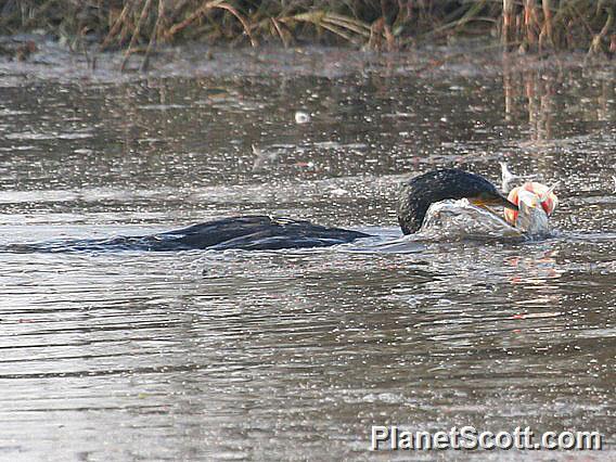 Oriental Darter (Anhinga melanogaster) Eating