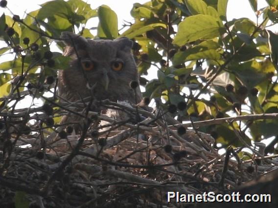 Dusky Eagle-Owl (Bubo coromandus) 