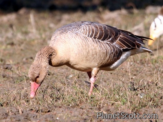Graylag Goose (Anser anser)