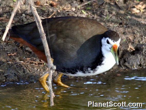 White-breasted Waterhen (Amaurornis phoenicurus) 