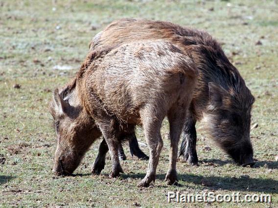 wild boar (Sus scrofa) 