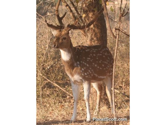 chital (Axis axis) Male