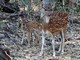 chital (Axis axis) Female and Fawn