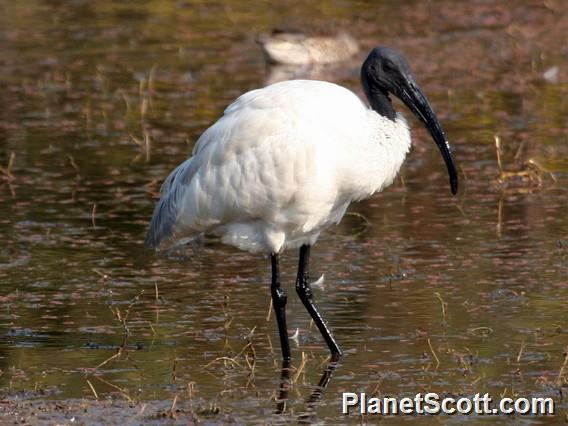 Black-headed Ibis (Threskiornis melanocephalus) 