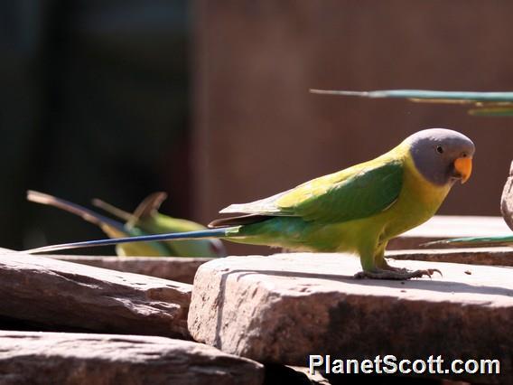 Plum-headed Parakeet (Psittacula cyanocephala) Female