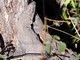 Indian Monitor Lizard (Varanus bengalensis) 