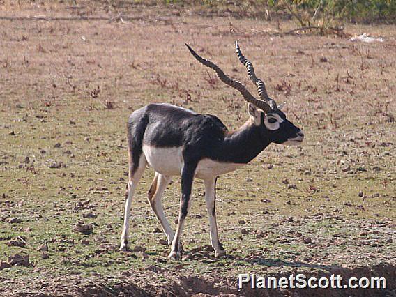 Blackbuck (Antilope cervicapra) 