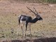 Blackbuck (Antilope cervicapra) 