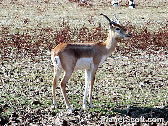 Blackbuck - Antilope cervicapra