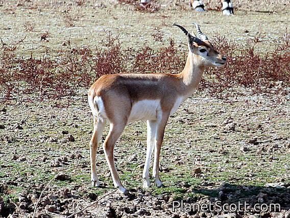 Indian gazelle (Gazella bennettii)