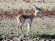 Blackbuck - Antilope cervicapra