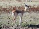 Indian gazelle (Gazella bennettii) Male