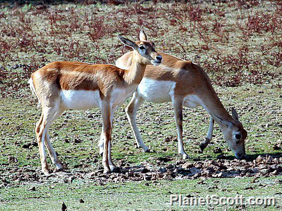 Blackbuck (Antilope cervicapra) Females