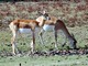 Blackbuck (Antilope cervicapra) Females