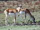 Indian gazelle (Gazella bennettii) Females