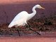 Intermediate Egret (Mesophoyx intermedia) 